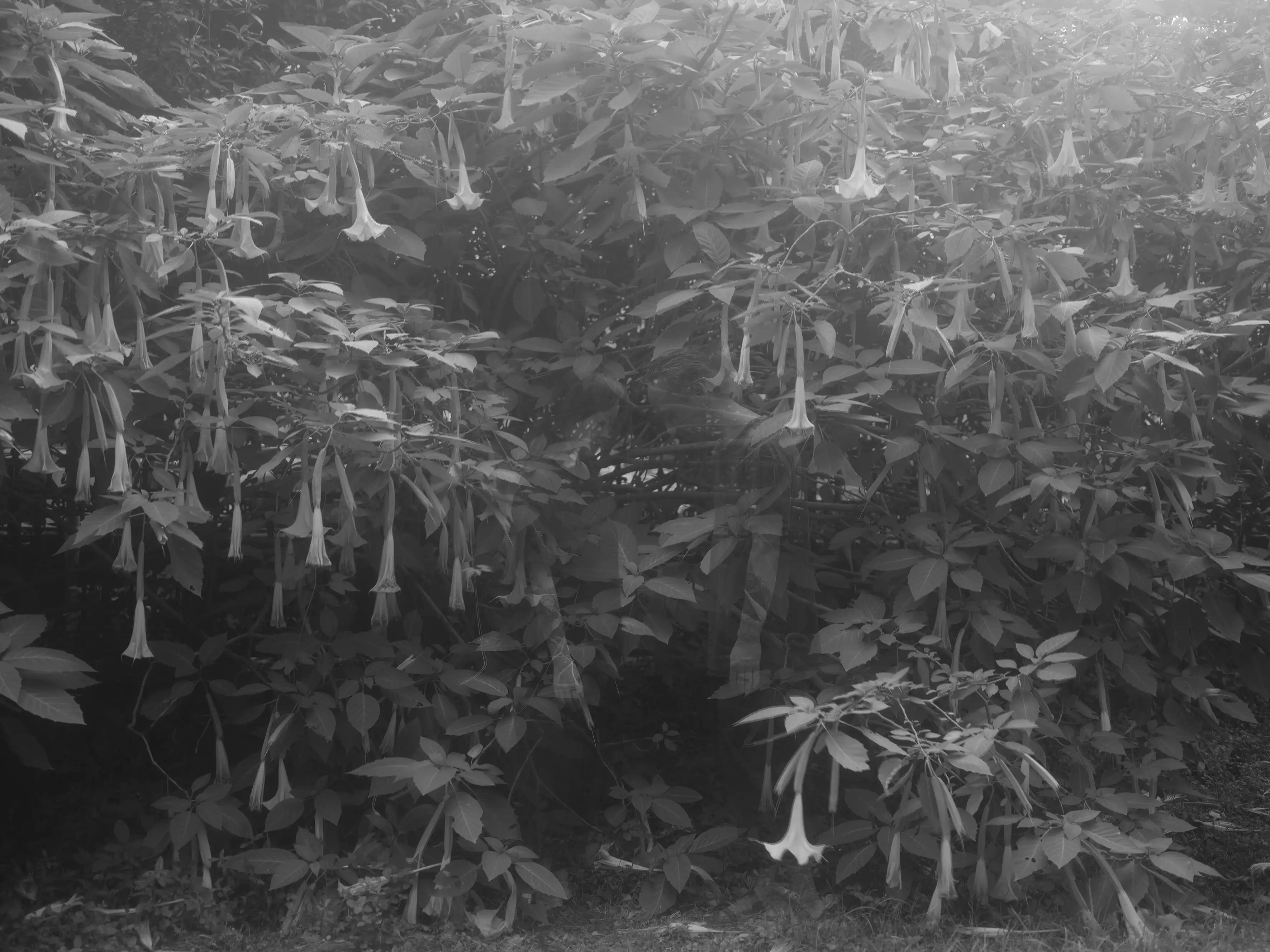 BRAVE NEW WORLD.webp